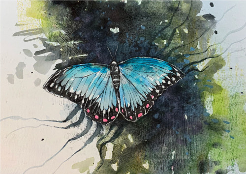 Motýl Morpho peleides / originální akvarel Dlabal