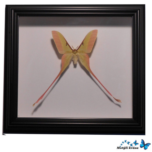 Actias dubenardi - sameček — foto 1