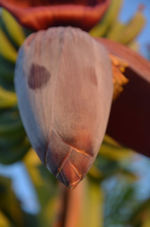 Bananas - autorská fotografie