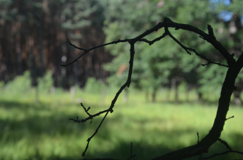 Lesní - autorská fotografie