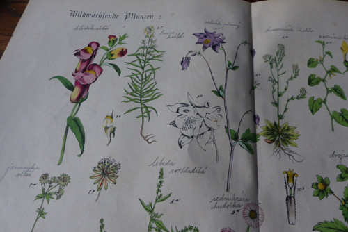 Rostliny...stará originální litografie, 19. stol