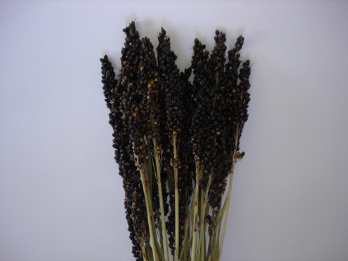 Čirok