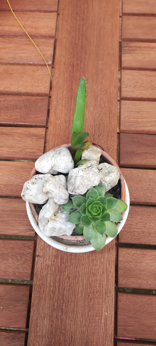 Aloe Vera léčiva magická rostlina a netřesk