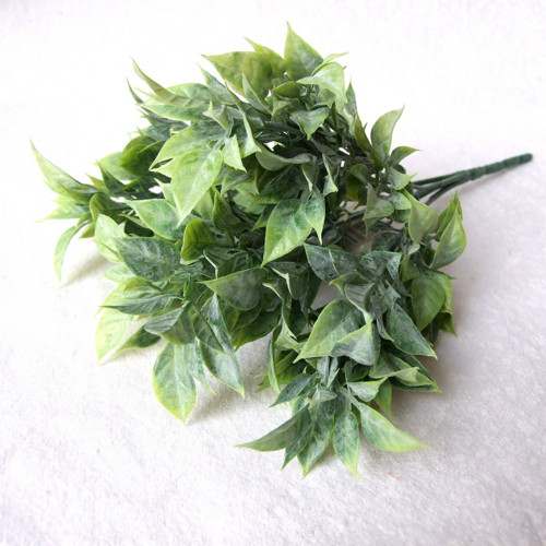 Trs Ruscus - zelený — foto 1