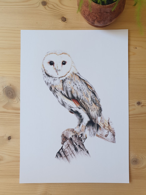 Print: Sova pálená