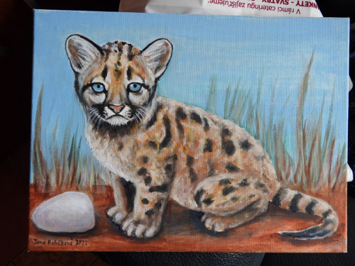 Puma mládě - autorský arch