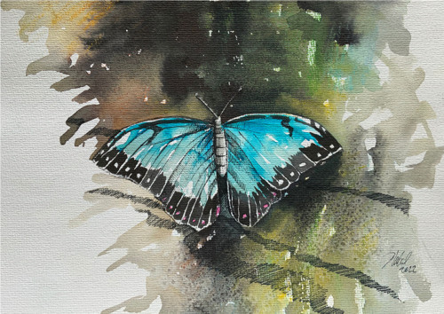 Motýl Morpho peleides / originální akvarel Dlabal