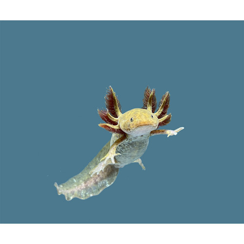 Kočárkovina 30x25 Axolotl — foto 1