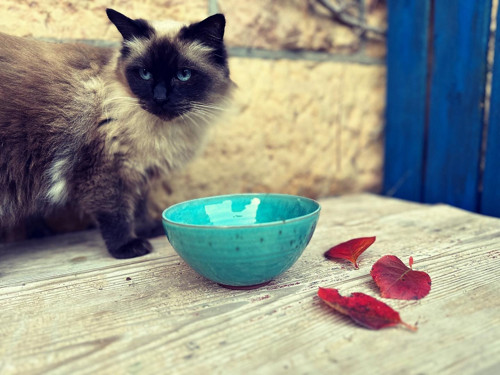 Miska na jídlo — foto 1