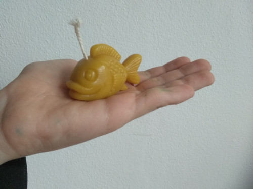 Svíčka ryba