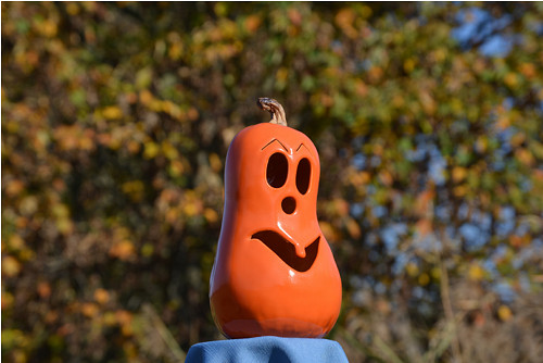 Dýně jednozubka — foto 1
