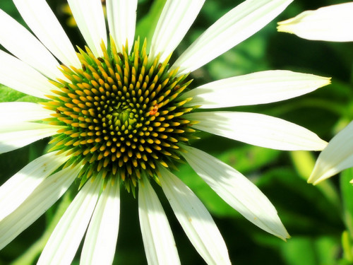Echinacea z cyklu Bylinky — foto 1
