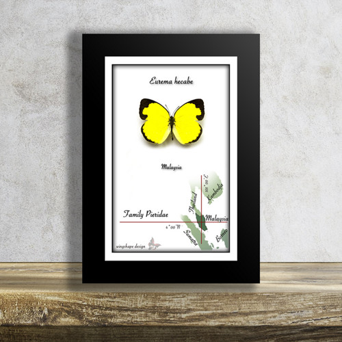 Motýl v rámku-EUREMA HECABE — foto 1