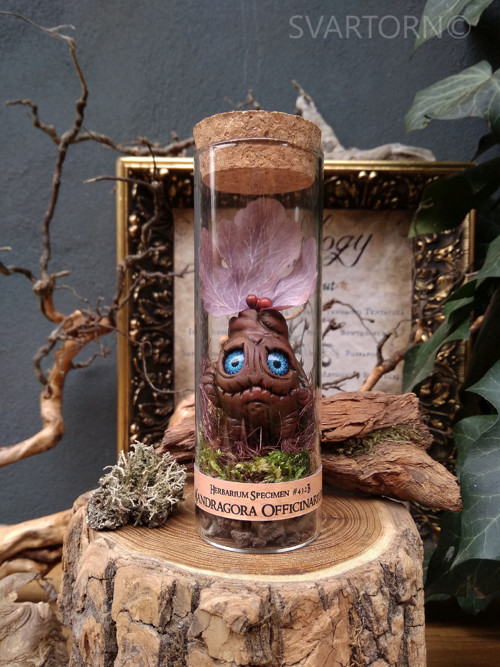 Mandragora — foto 1