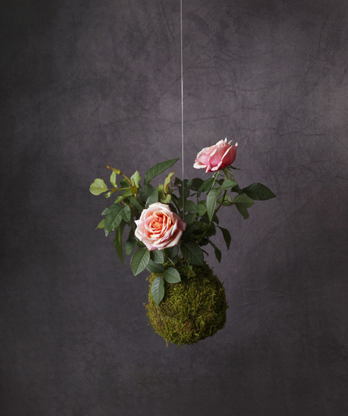 Minirůže / kokedama