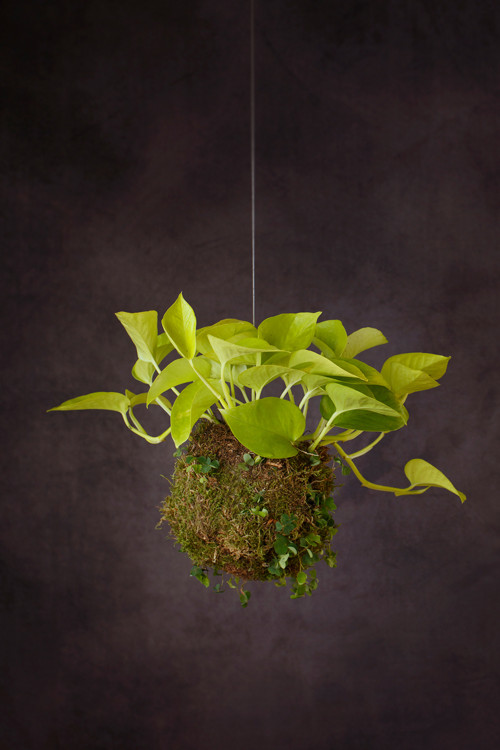 Epipremnum neon / kokedama