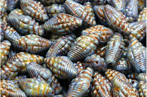 10 ks Matné bronzové patiny šedé bílé shell české