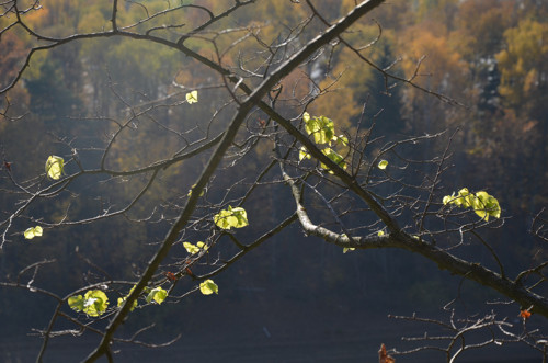 Podzimní 2 - autorská fotografie