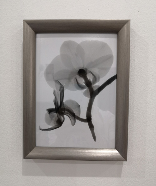 Orchidej - RTG obraz v rámu, 13 x 18 cm