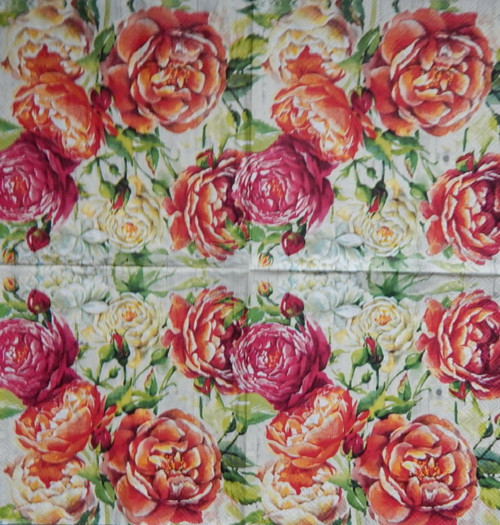 Apricot rose 3934