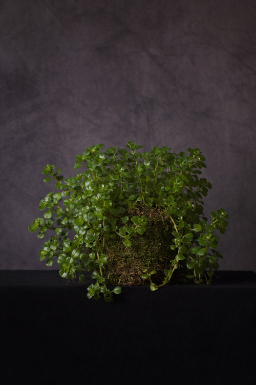 Helxine / kokedama