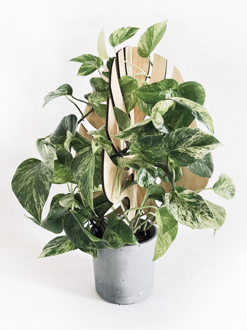 Monstera Opora