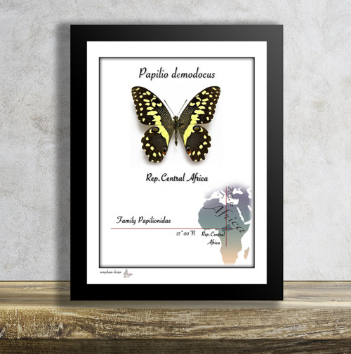 Motýl v rámku-PAPILIO DEMODOCUS