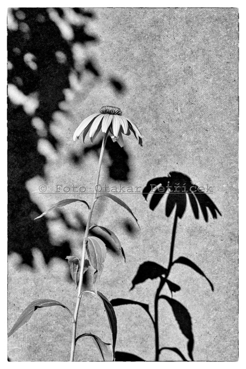 Stíny pozdního léta - fotografie 20x30cm