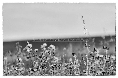 Vzpomínka na léto - fotografie 20x30cm