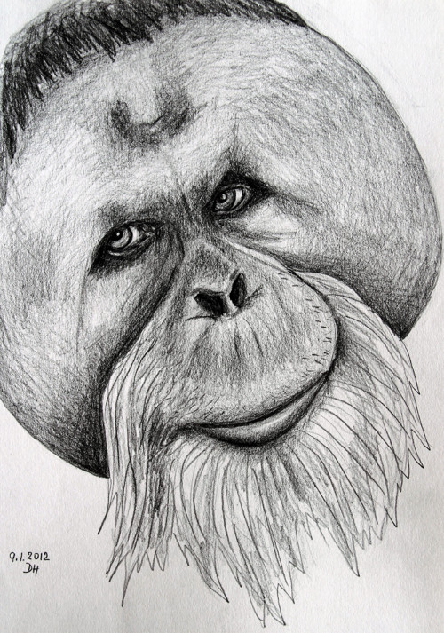 Orangutan sumaterský - autorský arch