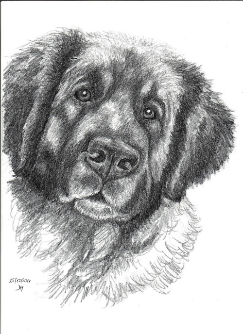 Leonberger Archie 2 - autorský arch
