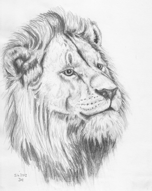 Lev v Ngorongoro - autorský arch
