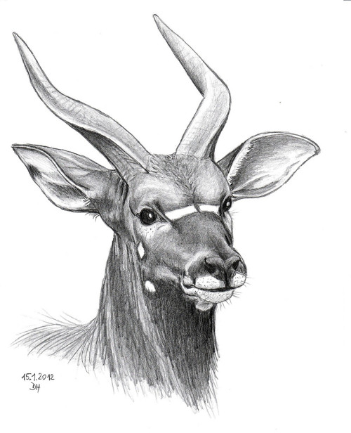 Nyala nížinná - autorský arch