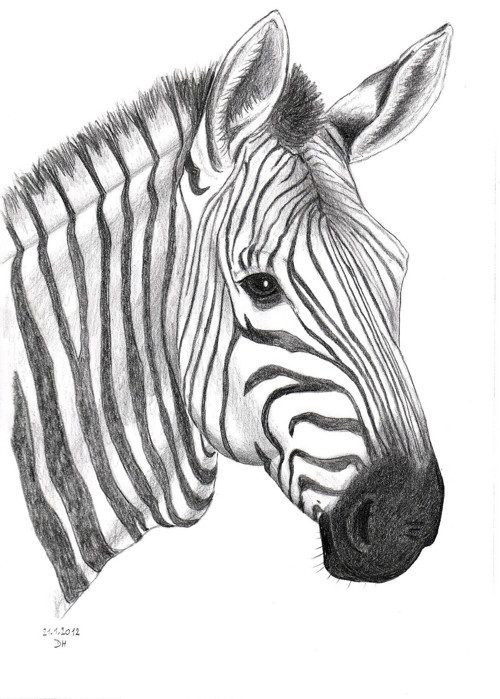 Zebra Hartmannové - autorský arch