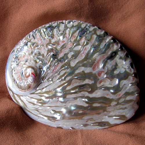 Mušle Haliotidae - Haliotis midae - č.3 — foto 1