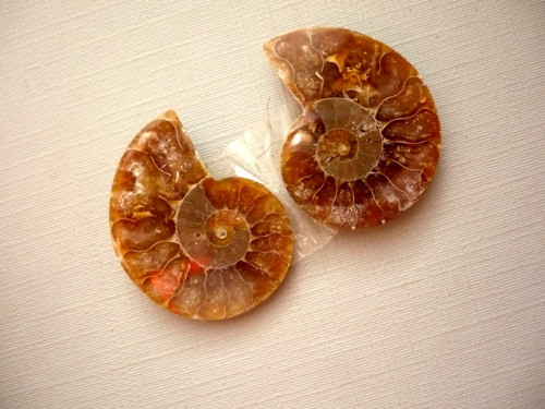Fosilní amonit perleťový 28 mm - pár! č.28s