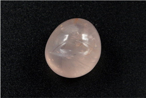 Růženín Asterický 2,5 cm
