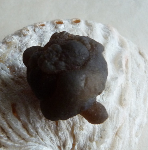 Chalcedon - 3,5 cm — foto 1