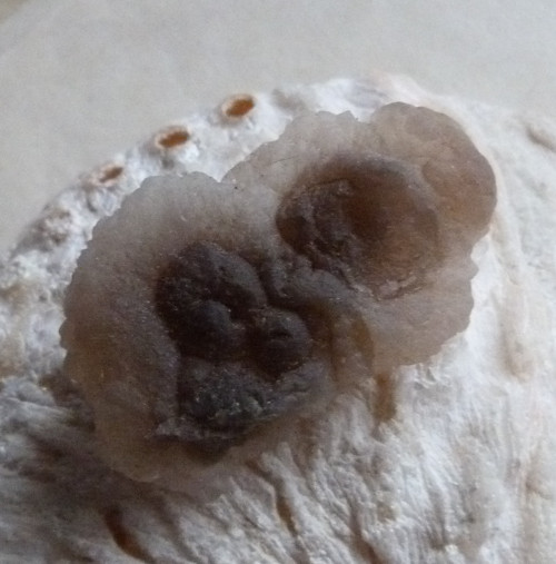 Chalcedon - 4,2 cm — foto 1