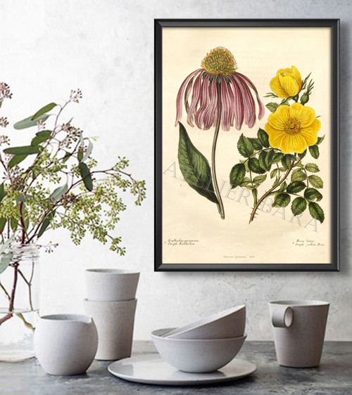 Z herbáře - rudbekie a růže