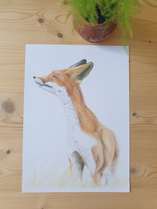 Print: Liška