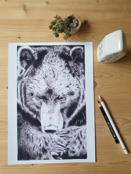 Print: Medvěd