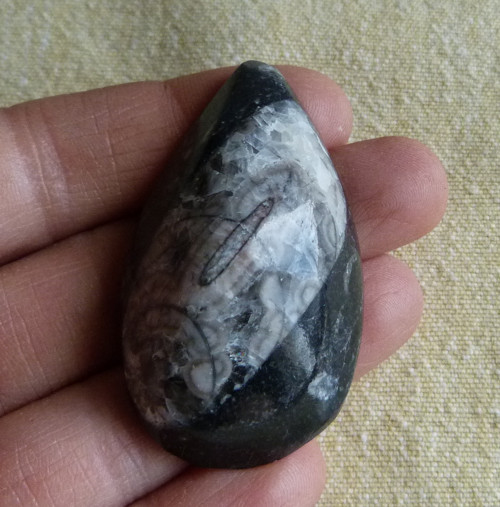 Orthoceras - 5,3 cm