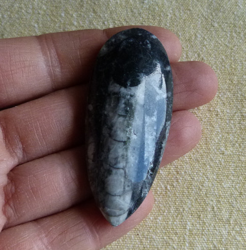 Orthoceras - 6 cm