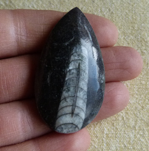 Orthoceras - 5 cm — foto 1