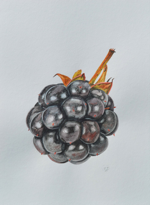 Akvarel - Ostružina - 30 x 40 cm