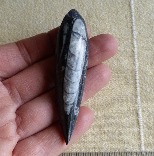 Orthoceras - 7,6 cm