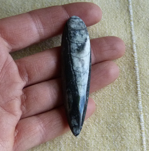 Orthoceras - 7,2 cm