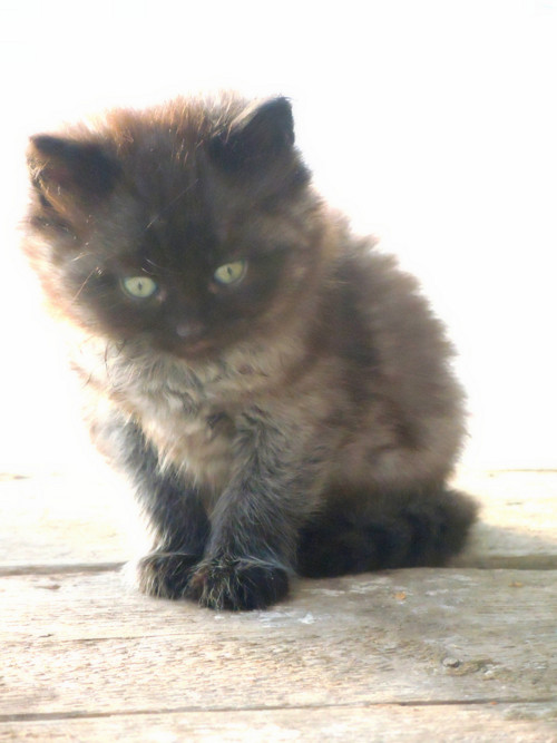 Bětka .. koťátko — foto 1