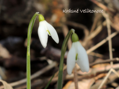 Přání velikonoční, sněženky — foto 1